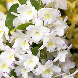 Dendrobium nobile