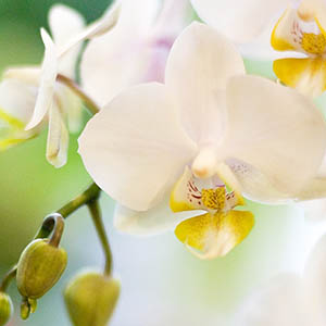 phalaenopsis blanc