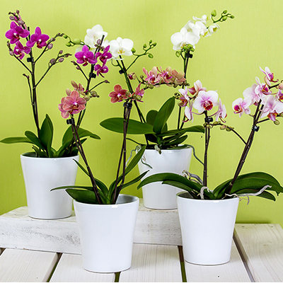 Orchidées Phalaenopsis