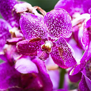 vanda rose