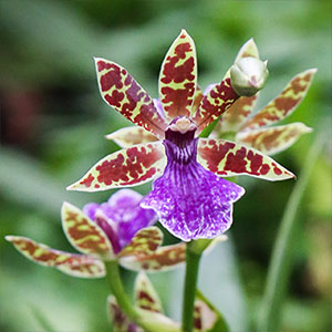 Zygopetalum